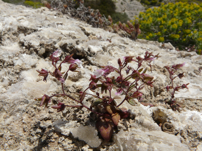 Chaenorhinum rubrifolium / Linajola arrossata